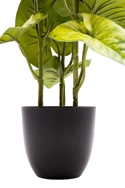 Imponente Syngonium artificial