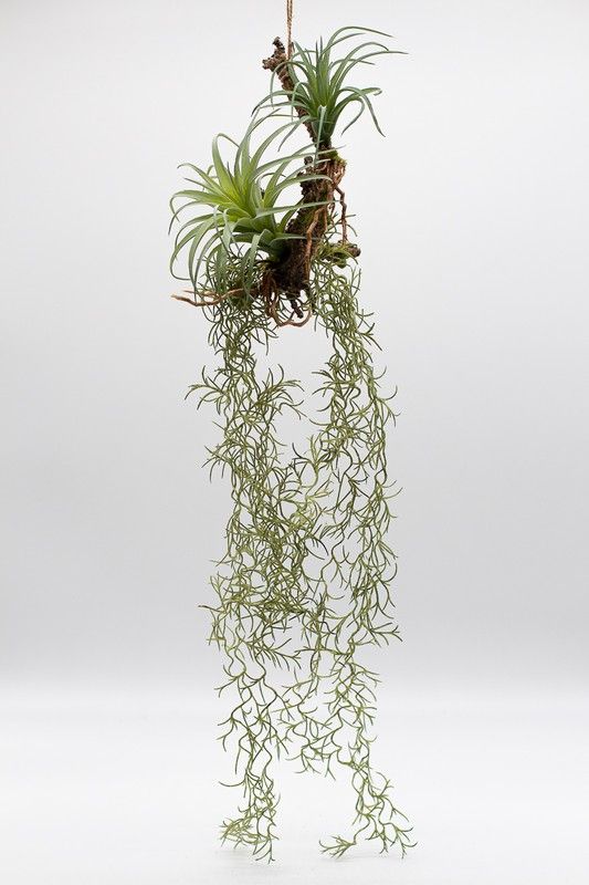 Kokedama Colgante Con Plantas Crasas Y Troncos COL10 Ohmyflor Plantas kokedama-colgante-con-plantas-crasas-y-troncos-col10-ohmyflor-plantas