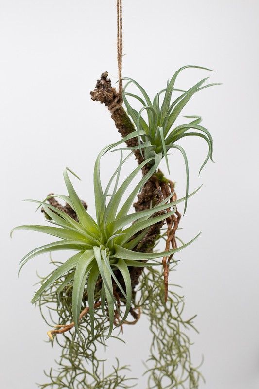 Kokedama Colgante Con Plantas Crasas Y Troncos COL10 Ohmyflor Plantas kokedama-colgante-con-plantas-crasas-y-troncos-col10-ohmyflor-plantas