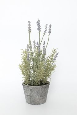 Lavanda en maceta de color gris