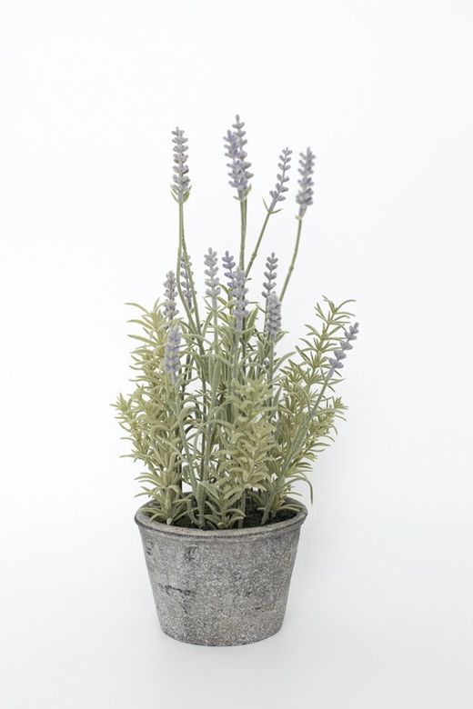 Lavanda en maceta de color gris