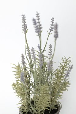 Lavanda en maceta de color gris