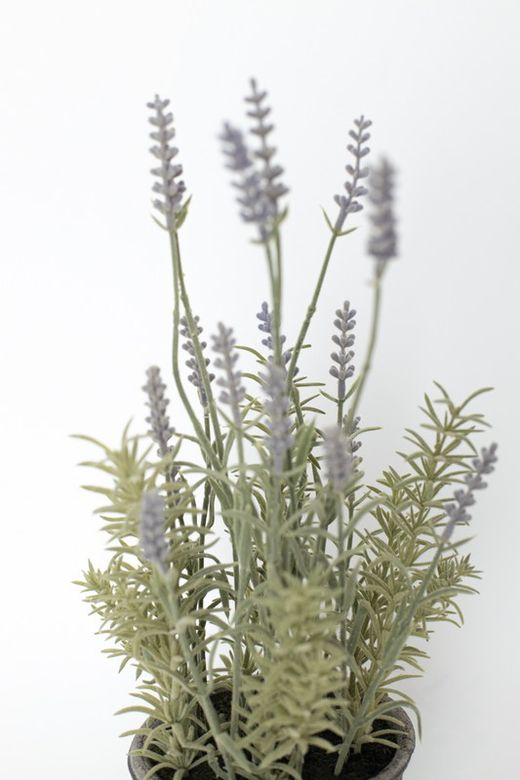 Lavanda en maceta de color gris