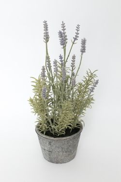 Lavanda en maceta de color gris
