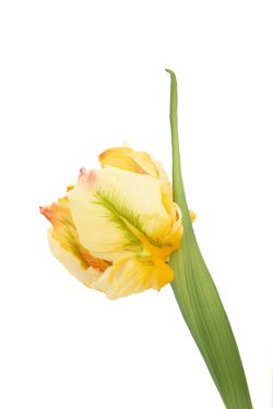 Luminoso ramillete de tulipanes artificiales amarillo claro