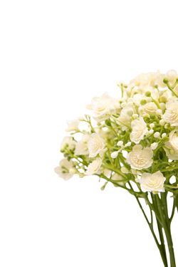 Luminoso y minimalista bouquet artificial de gypsophila crema