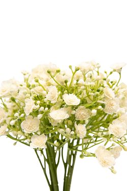 Luminoso y minimalista bouquet artificial de gypsophila crema