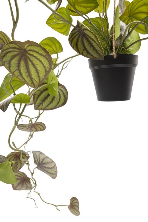 Maceta de Begonia colgante naturalista