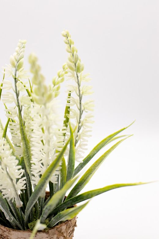 Maceta de decoración con lavanda blanca