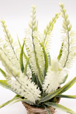 Maceta de decoración con lavanda blanca
