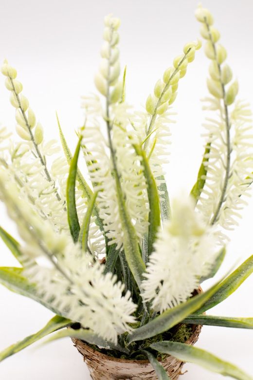 Maceta de decoración con lavanda blanca