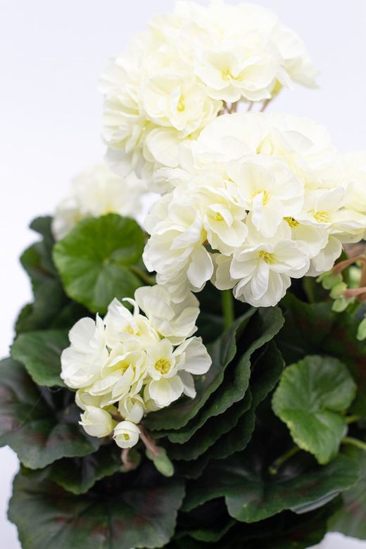 Maceta decorativa con planta de geranio en color Blanco