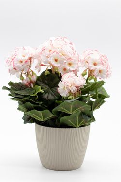 Maceta decorativa con planta de geranio en color Blanco matizada con rosa