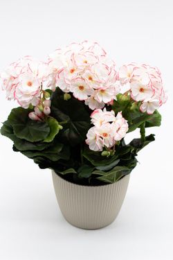 Maceta decorativa con planta de geranio en color Blanco matizada con rosa