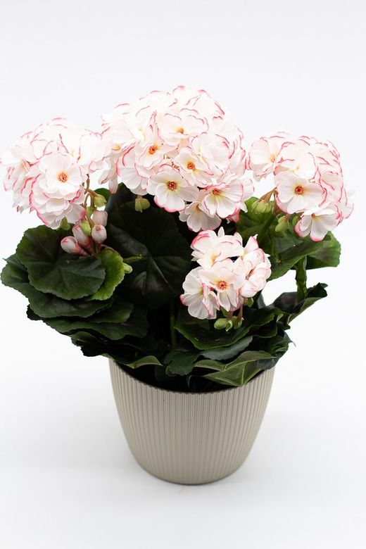 Maceta decorativa con planta de geranio en color Blanco matizada con rosa