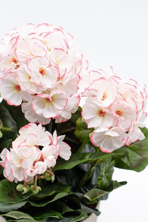 Maceta decorativa con planta de geranio en color Blanco matizada con rosa