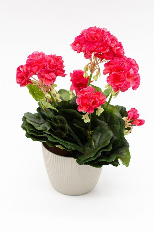 Maceta decorativa con planta de geranio en color Fucsia