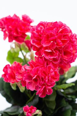 Maceta decorativa con planta de geranio en color Fucsia