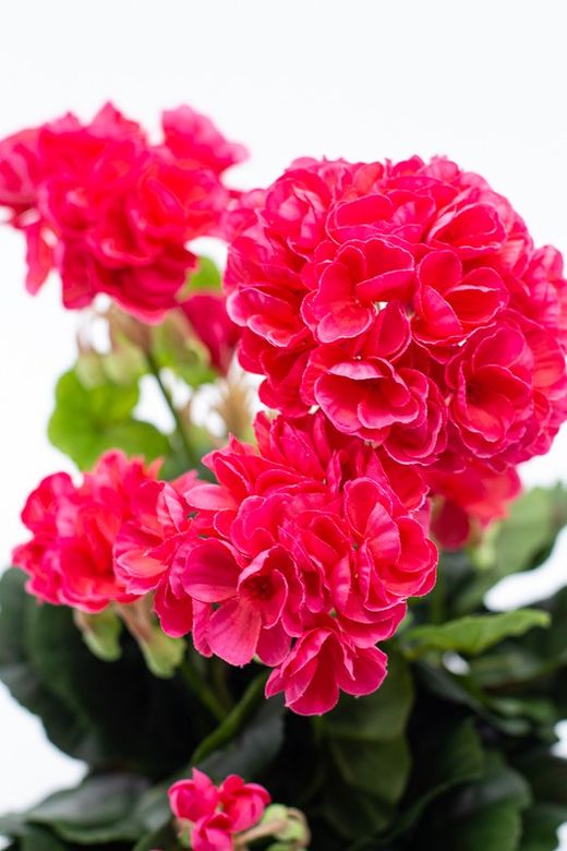 Maceta decorativa con planta de geranio en color Fucsia