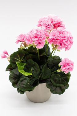 Maceta decorativa con planta de geranio en color Rosa