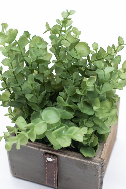 Plantador de madeira tipo gaveta com plantas de eucalipto