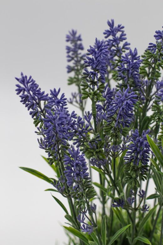 Macetero moderno con lavanda