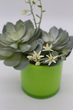 Macetero redondo con echeveria.