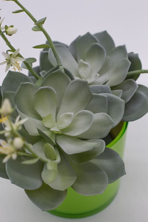 Macetero redondo con echeveria.