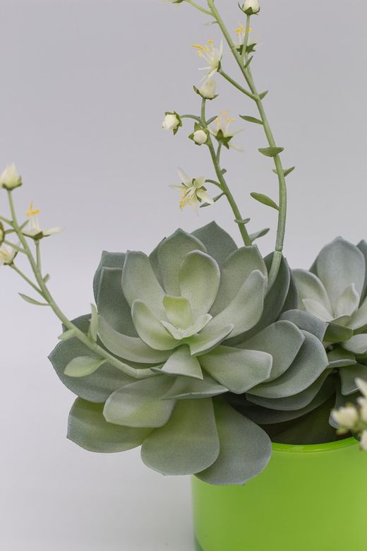 Macetero redondo con echeveria.