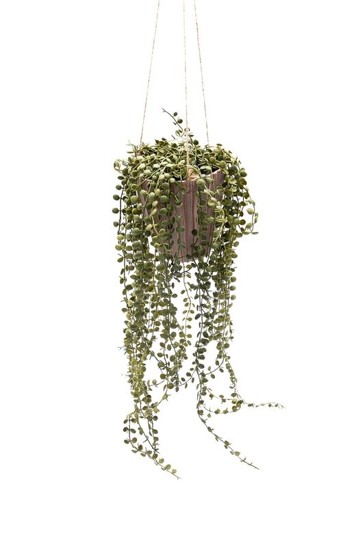 Majestuosa Peperomia Prostrata colgante artificial