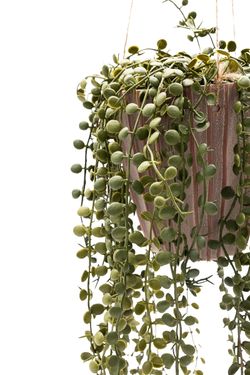 Majestuosa Peperomia Prostrata colgante artificial
