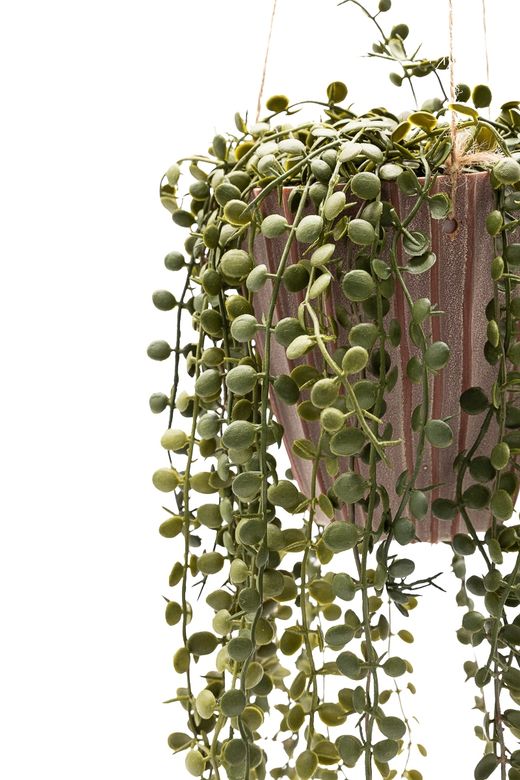 Majestuosa Peperomia Prostrata colgante artificial