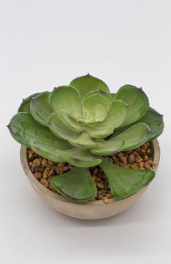 Mini plantadeira redonda com várias plantas suculentas.