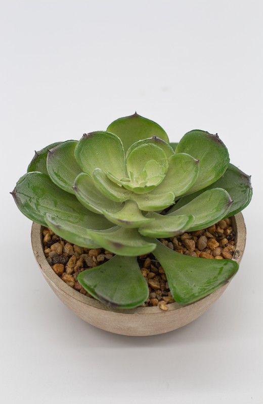 Mini plantadeira redonda com várias plantas suculentas.