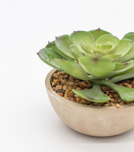 Mini plantadeira redonda com várias plantas suculentas.