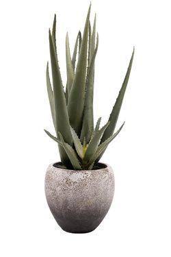 Minimalista Aloe Vera artificial