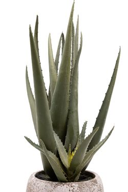 Minimalista Aloe Vera artificial