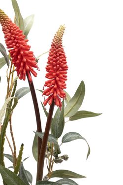 Minimalista centro floral con kniphofia