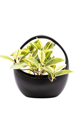 Moderna Tradescantia artificial