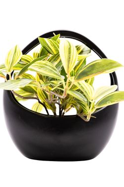 Moderna Tradescantia artificial