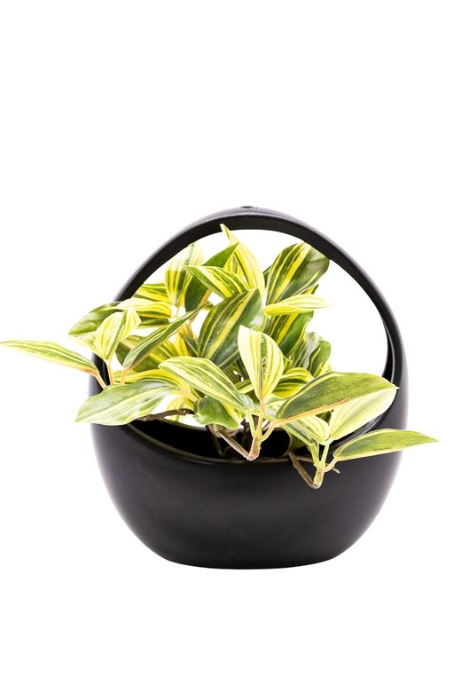 Moderna Tradescantia artificial