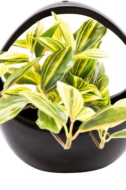 Moderna Tradescantia artificial