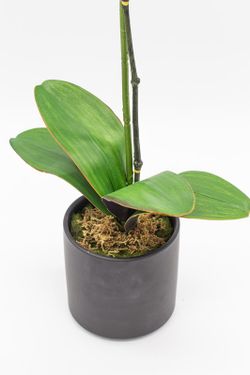 Orquídea lila