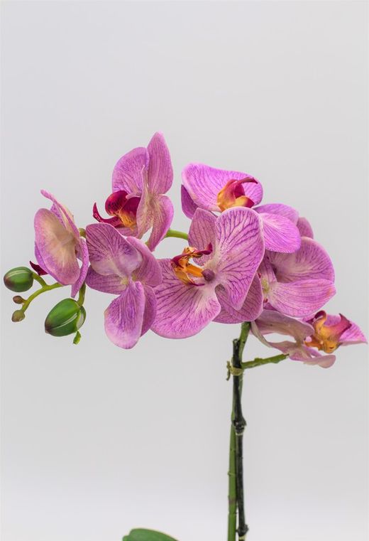 Orquídea lila