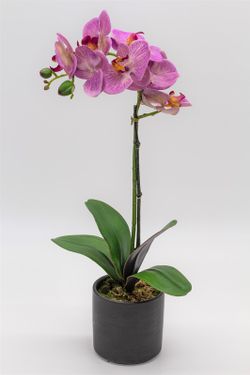Orquídea lila