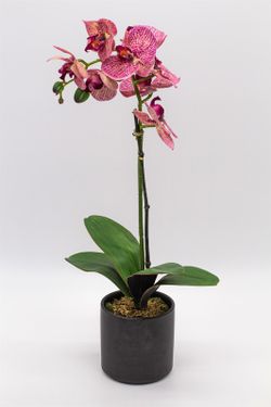 Orquídea lila matizada