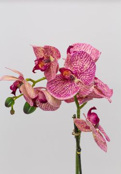 Orquídea lila matizada