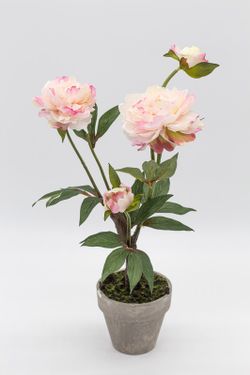 Peonias rosas en planta