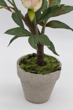 Peonias rosas en planta