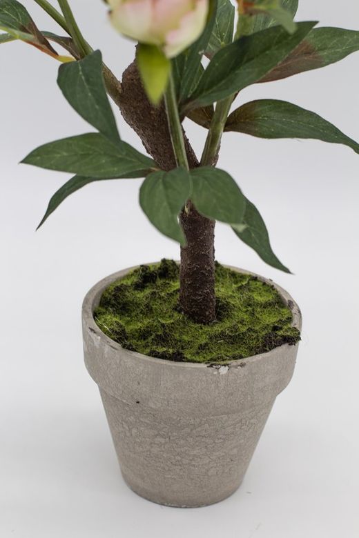 Peonias rosas en planta